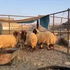 ذبايح خرفان