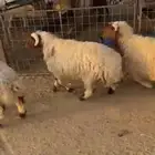 4 خرفان نعيم