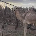 قعود