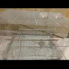 اقفاص العدد 2