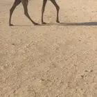 بكره صفرا دبيانيه