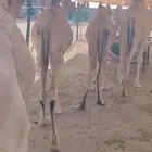 قعدان على شرط.. صحة وجودة وسلالة