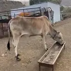 بقره بلدي للبيع