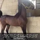 للبيع مهر واهو شييخ