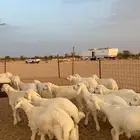 طليان ذبايح