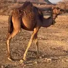بكره حمراء