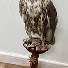 صقر محنط