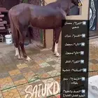 خيل