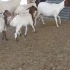 شياه برابر متابيع