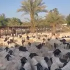 غنم بربري