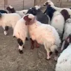 بسم الله الرحمن الرحيم غنم نعيم العدد 28 تحتها 28 خلفات