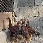 فروخ دجاج بكستاني للبيع