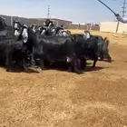 معزا عوارض