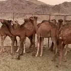 للبيع حشو نظاف العدد13 4 بكار 9 قعدان سمان طيبات