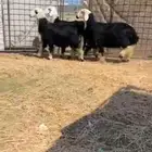 تم البيع