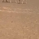 ابل