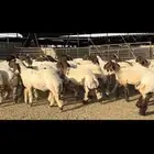 جذعات نعيم مراح دبس للبيع