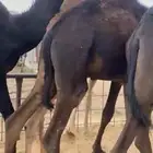 قعدان للبيع