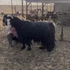 تيس عارضي