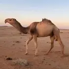 قعود لقي