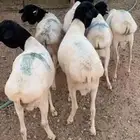 برابر مرابي