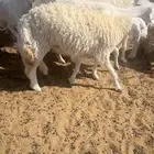 حريات مضاريع 12. تم البيع الله يبارك