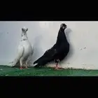 زوج كوري top