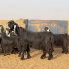 معزا عوارض صنف