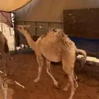 قعودين سمان علي حليب وعلف