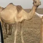 ناقه متلي