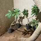 شتلات ياسمين هندي زهوره بيضاء وذات رائحة عطريه