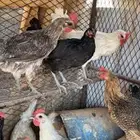 لبيع 15 دجاج فيه ديكين الصحه شرط