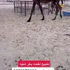 لقحه