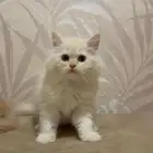 قطة كيتن شيرازيه