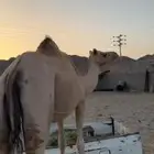 ناقه لقحه عمانيه منتجه طيبه لقحه لها حول 5 شهور هديه