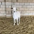 للبيع عنز بيشيه كفووو حليب وافر. تم البيع