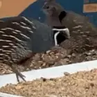 زوج حجل كاليفورنيا
