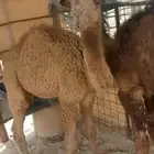 قعدان للبيع