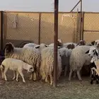 ضان نعيم متاببع ودفيع