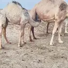 مطلوب حيران فواخر عمار 6 شهور