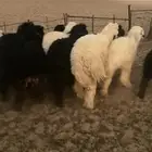 للبيع خرفان عرب طيبه