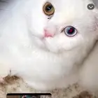 شيرازي