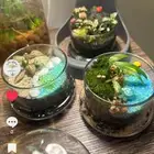 عروض على التيراريوم والنباتات