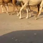 للبيع لقحة شقحا ع بعير بن عويفي