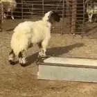 فحول جذع معرف