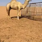 قعود للبيع