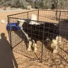 ذبائح علف نضيف (نعيمي نجدي حري)