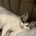 بسه تبني