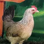 داج عربي اصيل ترثه