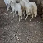 ضان للبيع ضان عجوز البيع مستعجل مستعجل